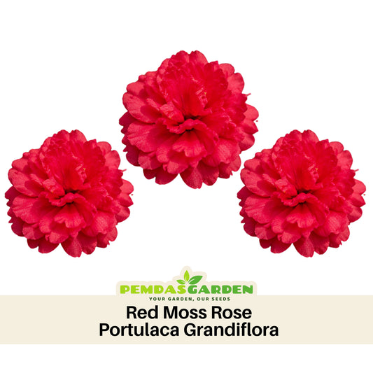 Portulaca Umbraticola 'Mojave® Red' Seeds - Moss Rose Seeds, 30 seeds