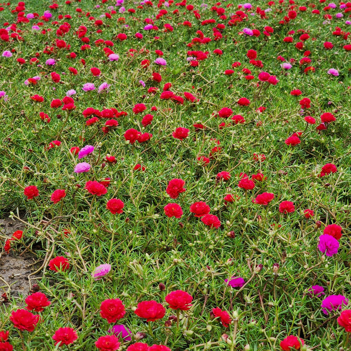 Portulaca Umbraticola 'Mojave® Red' Seeds - Moss Rose Seeds, 30 seeds