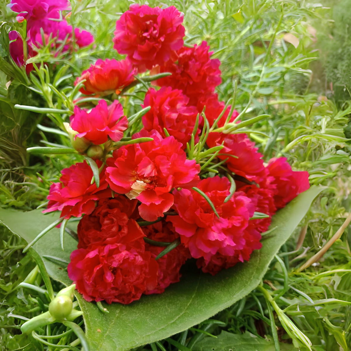 Portulaca Umbraticola 'Mojave® Red' Seeds - Moss Rose Seeds, 30 seeds