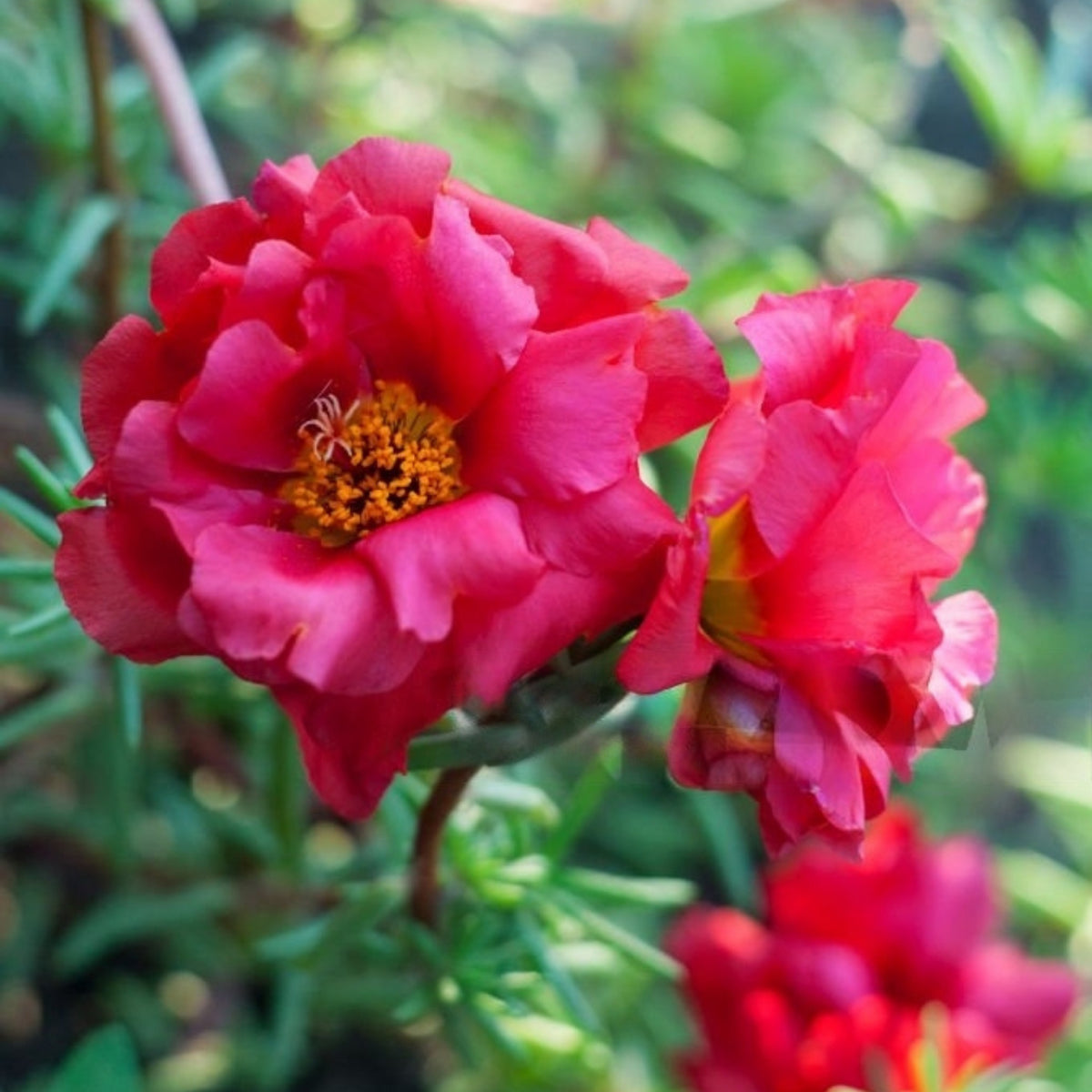 Portulaca Umbraticola 'Mojave® Red' Seeds - Moss Rose Seeds, 30 seeds