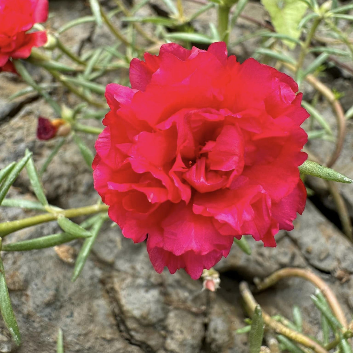 Portulaca Umbraticola 'Mojave® Red' Seeds - Moss Rose Seeds, 30 seeds