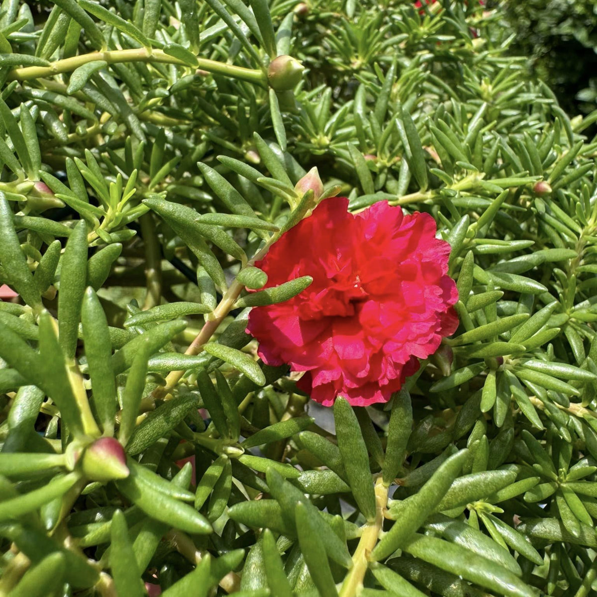 Portulaca Umbraticola 'Mojave® Red' Seeds - Moss Rose Seeds, 30 seeds