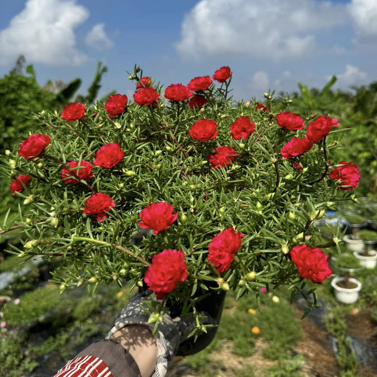 Portulaca Umbraticola 'Mojave® Red' Seeds - Moss Rose Seeds, 30 seeds