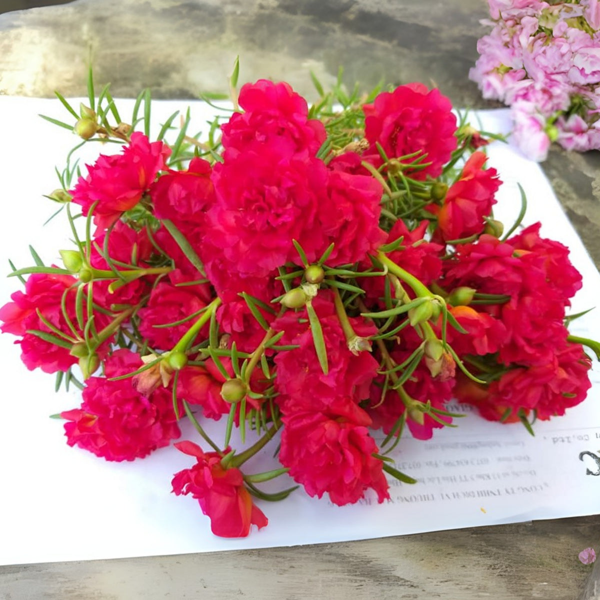 Portulaca Umbraticola 'Mojave® Red' Seeds - Moss Rose Seeds, 30 seeds