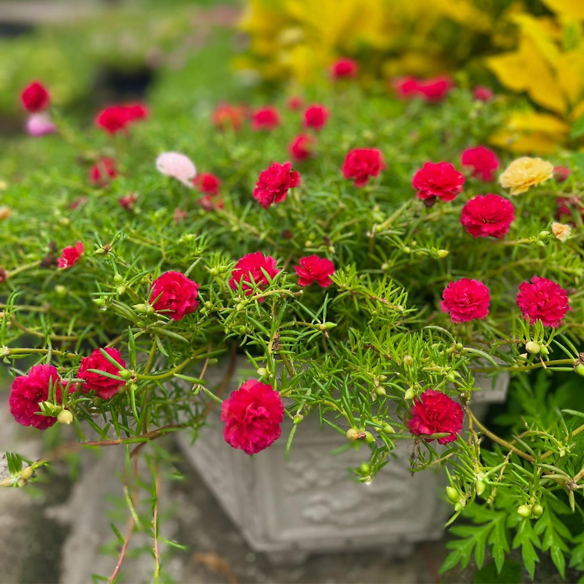 Portulaca Umbraticola 'Mojave® Red' Seeds - Moss Rose Seeds, 30 seeds