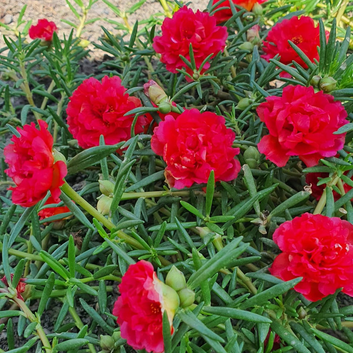 Portulaca Umbraticola 'Mojave® Red' Seeds - Moss Rose Seeds, 30 seeds