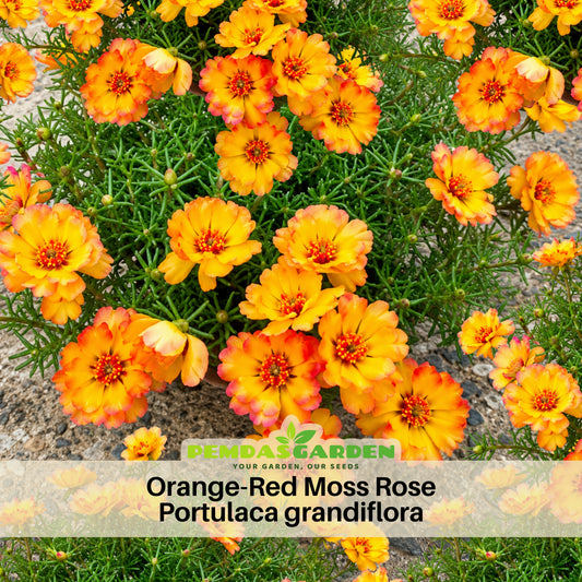 Portulaca Umbraticola 'Mojave® Fuchsia' Seeds, 30 seeds