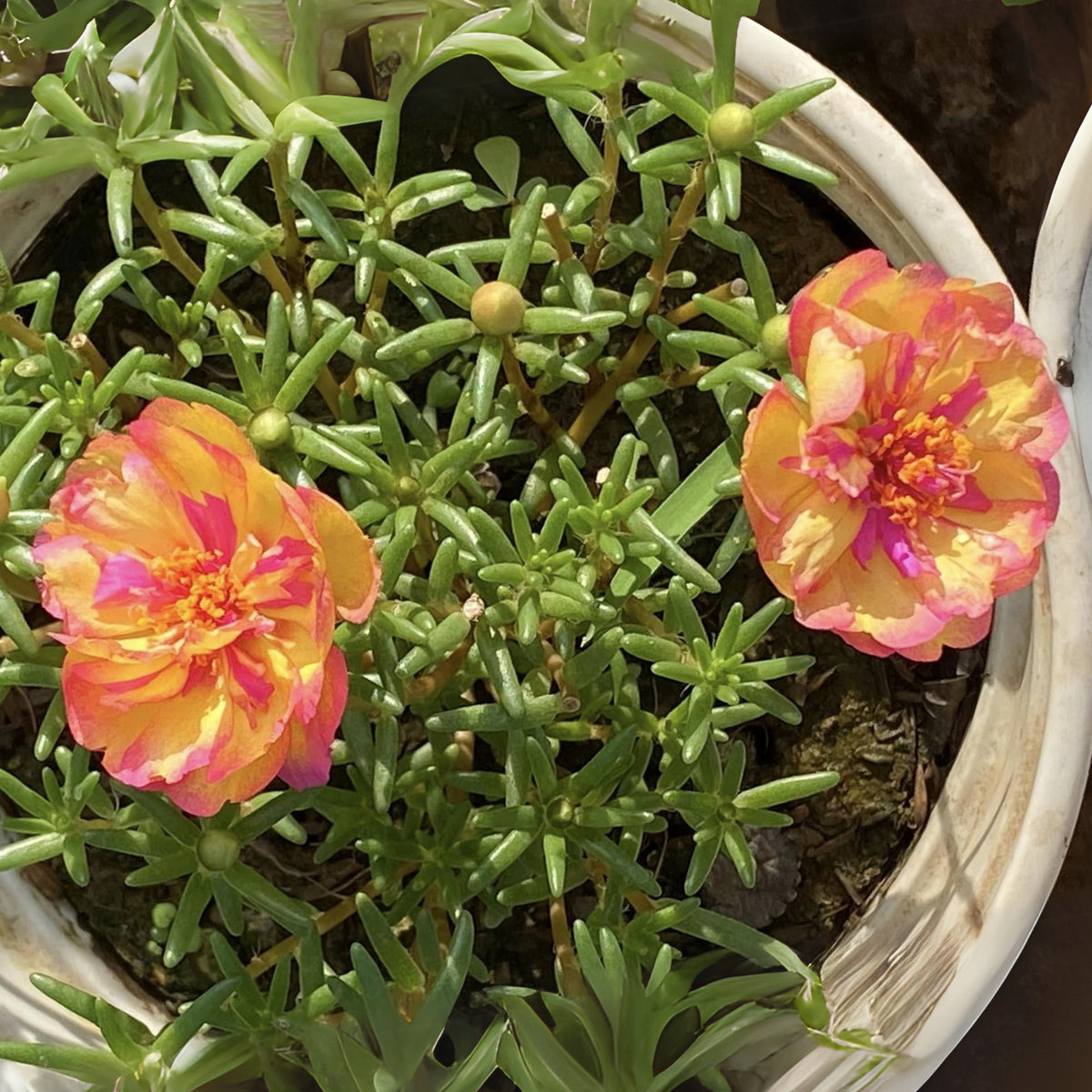 Portulaca Umbraticola 'Mojave® Fuchsia' Seeds, 30 seeds