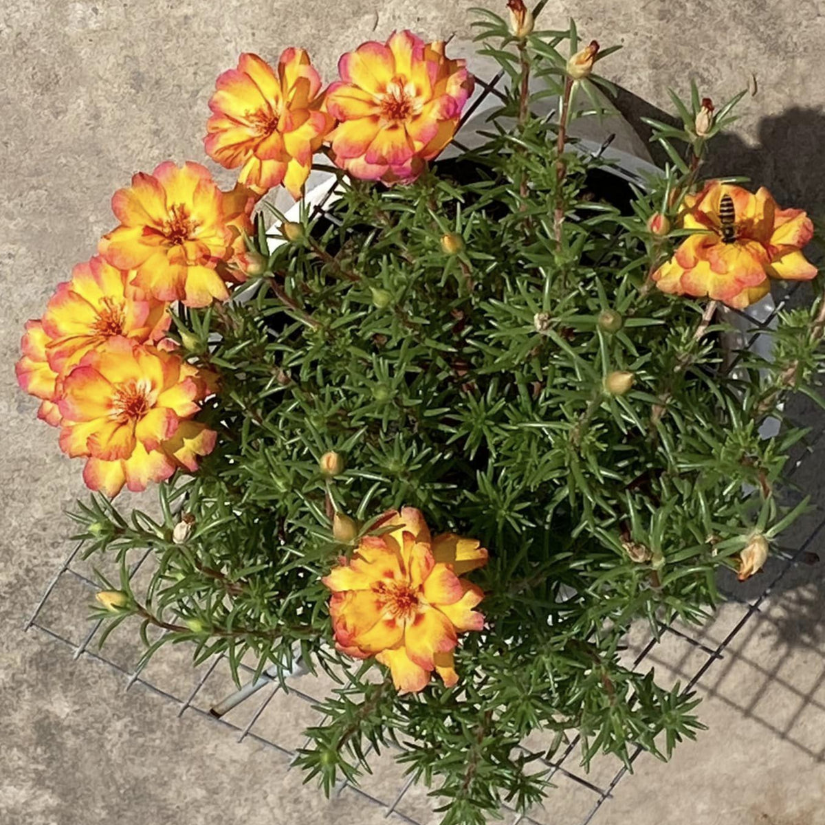 Portulaca Umbraticola 'Mojave® Fuchsia' Seeds, 30 seeds