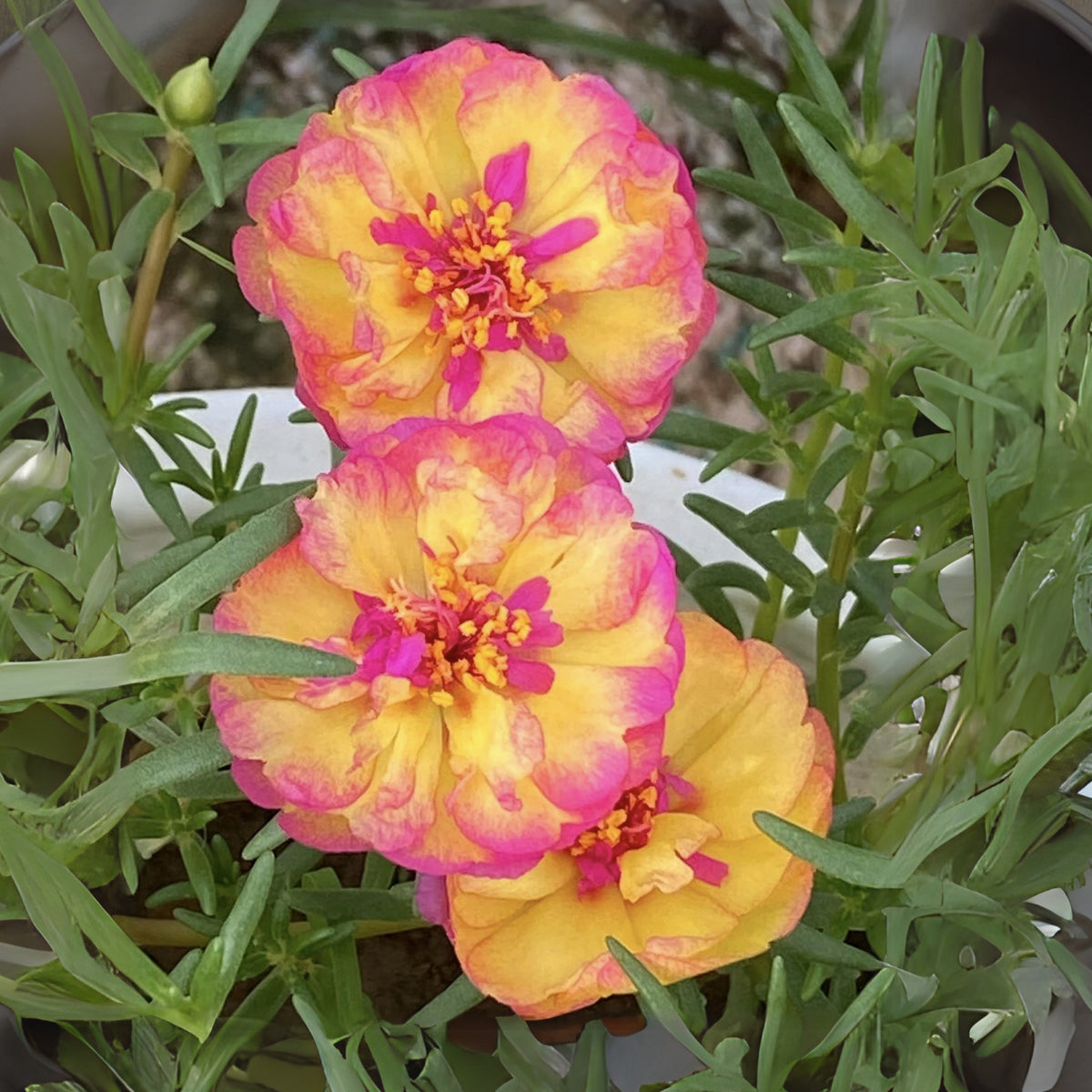 Portulaca Umbraticola 'Mojave® Fuchsia' Seeds, 30 seeds