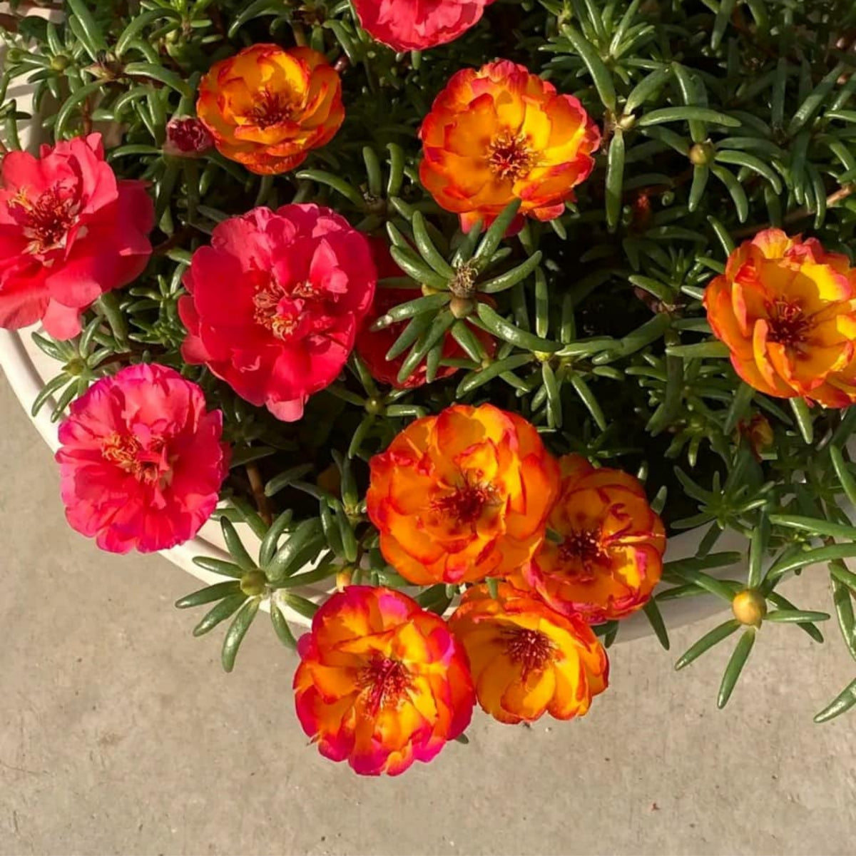 Portulaca Umbraticola 'Mojave® Fuchsia' Seeds, 30 seeds