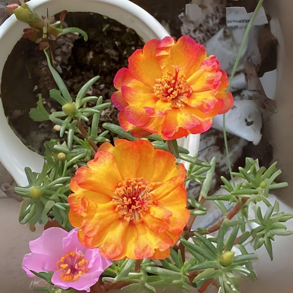Portulaca Umbraticola 'Mojave® Fuchsia' Seeds, 30 seeds
