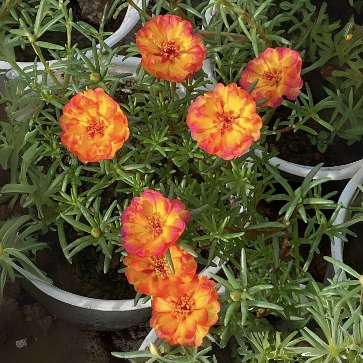 Portulaca Umbraticola 'Mojave® Fuchsia' Seeds, 30 seeds