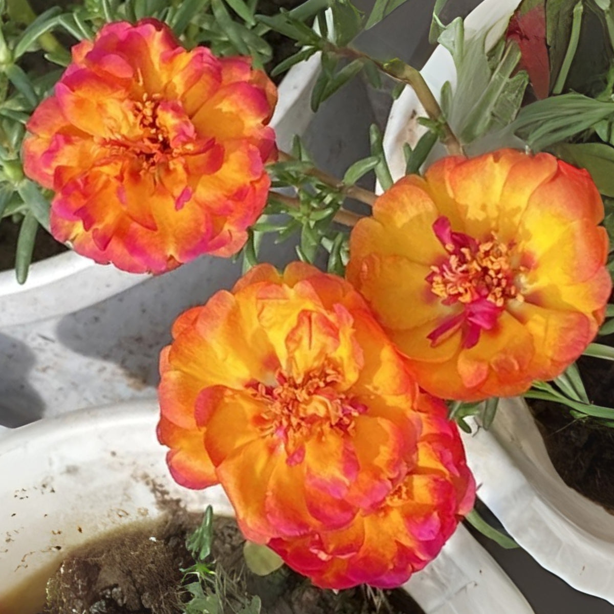 Portulaca Umbraticola 'Mojave® Fuchsia' Seeds, 30 seeds