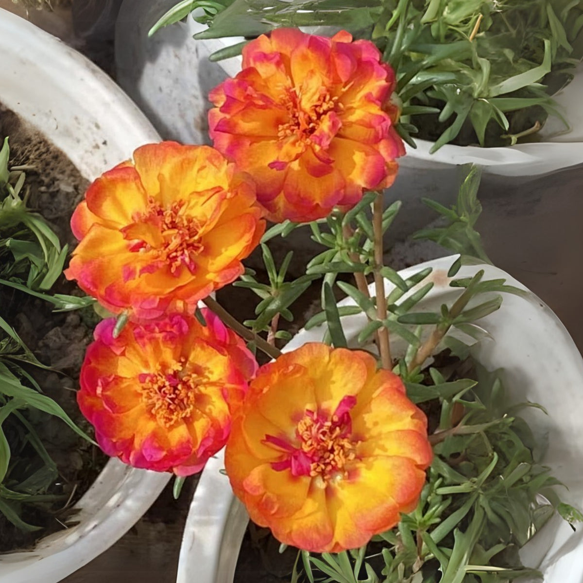 Portulaca Umbraticola 'Mojave® Fuchsia' Seeds, 30 seeds