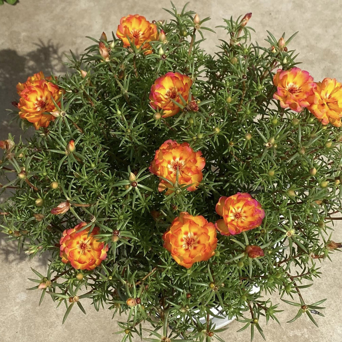 Portulaca Umbraticola 'Mojave® Fuchsia' Seeds, 30 seeds