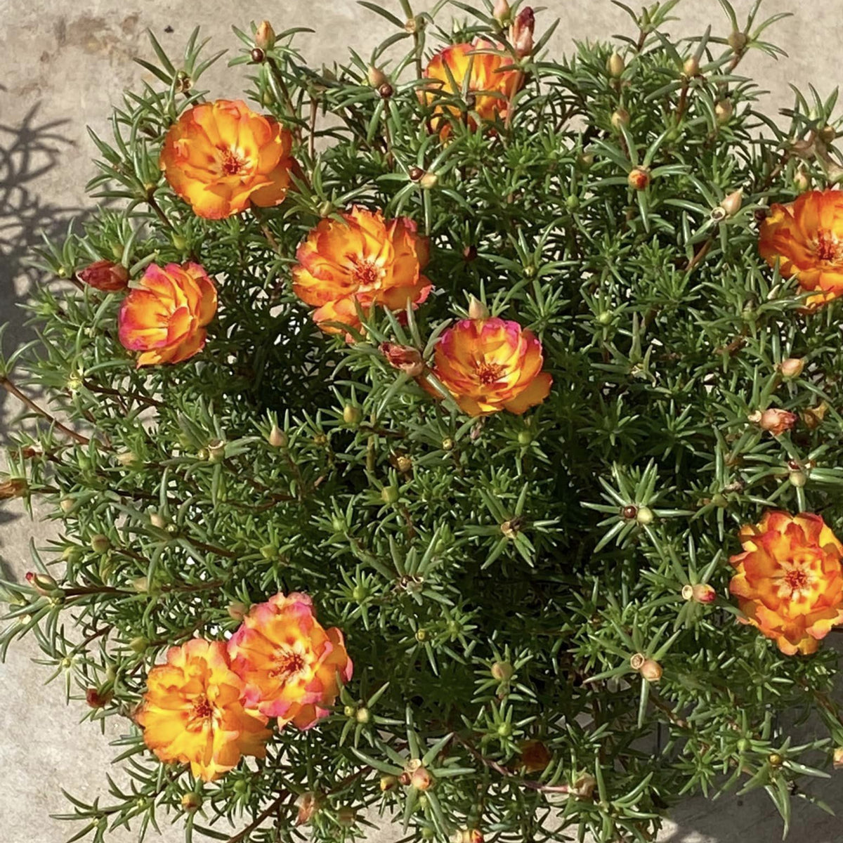 Portulaca Umbraticola 'Mojave® Fuchsia' Seeds, 30 seeds