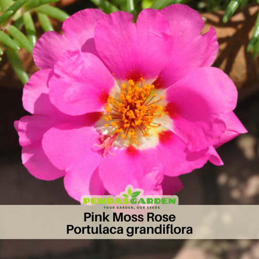 Portulaca Umbraticola 'Mojave® Tangerine' Seeds, 30 seeds