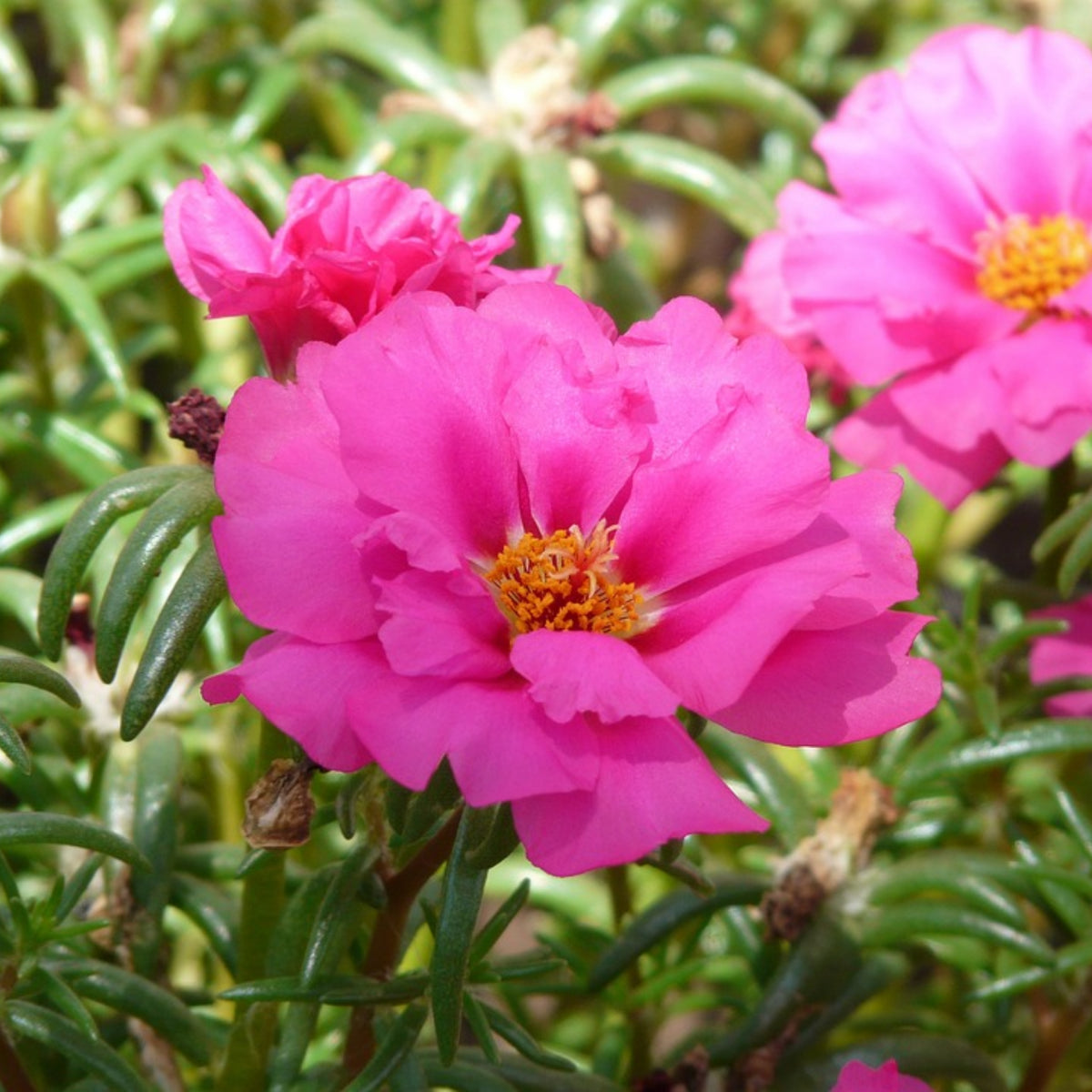 Portulaca Umbraticola 'Mojave® Tangerine' Seeds, 30 seeds