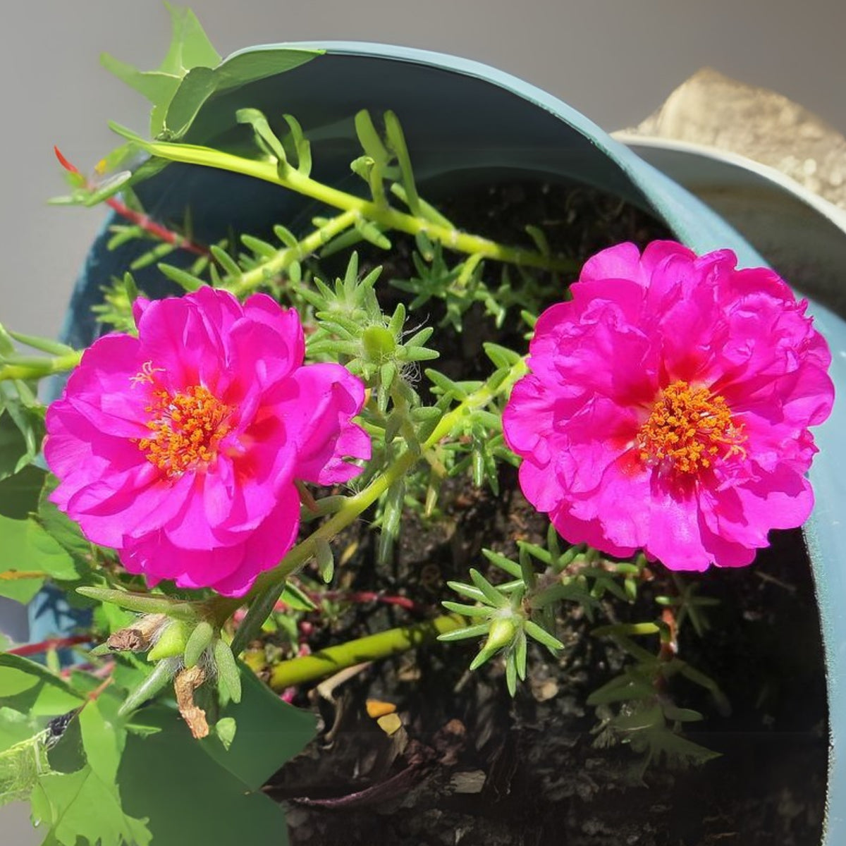 Portulaca Umbraticola 'Mojave® Tangerine' Seeds, 30 seeds
