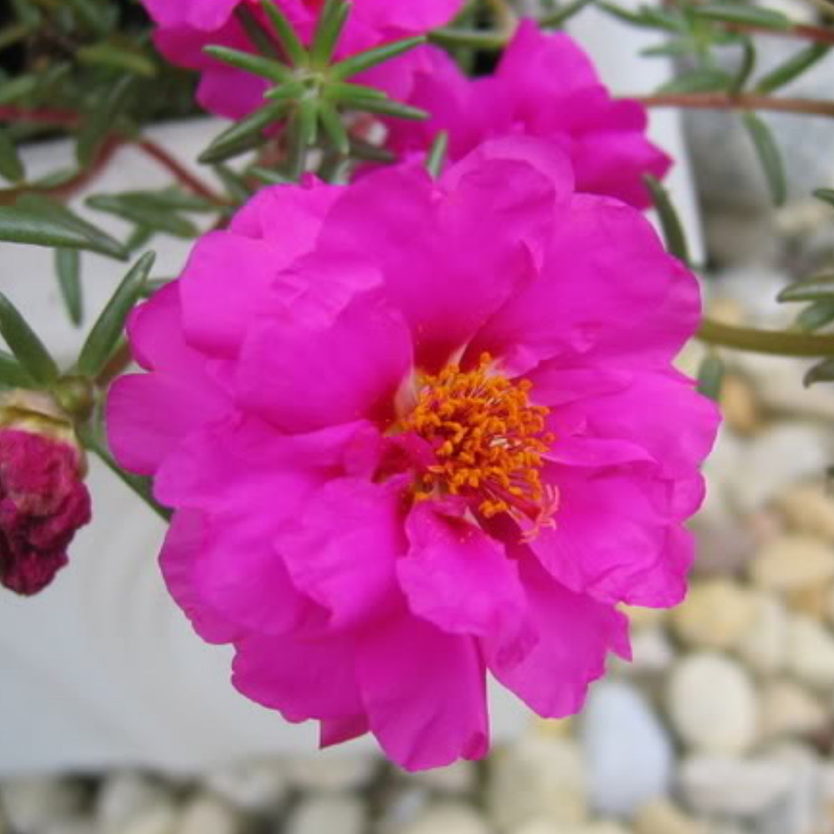 Portulaca Umbraticola 'Mojave® Tangerine' Seeds, 30 seeds