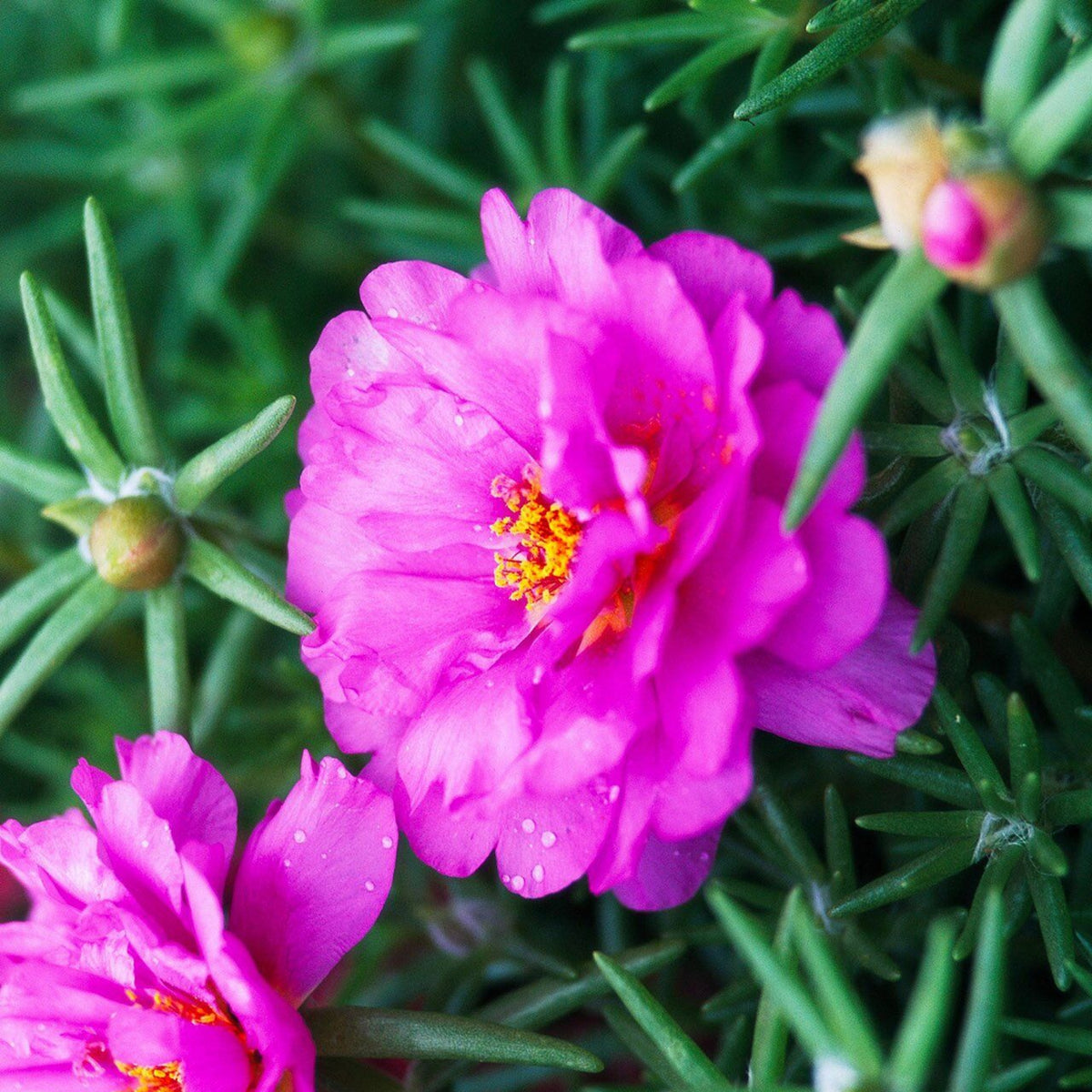 Portulaca Umbraticola 'Mojave® Tangerine' Seeds, 30 seeds