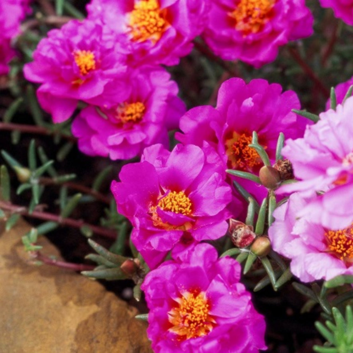 Portulaca Umbraticola 'Mojave® Tangerine' Seeds, 30 seeds