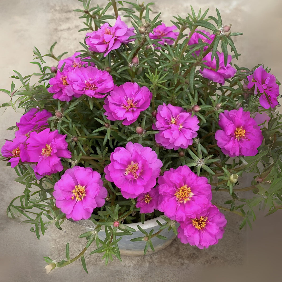 Portulaca Umbraticola 'Mojave® Tangerine' Seeds, 30 seeds