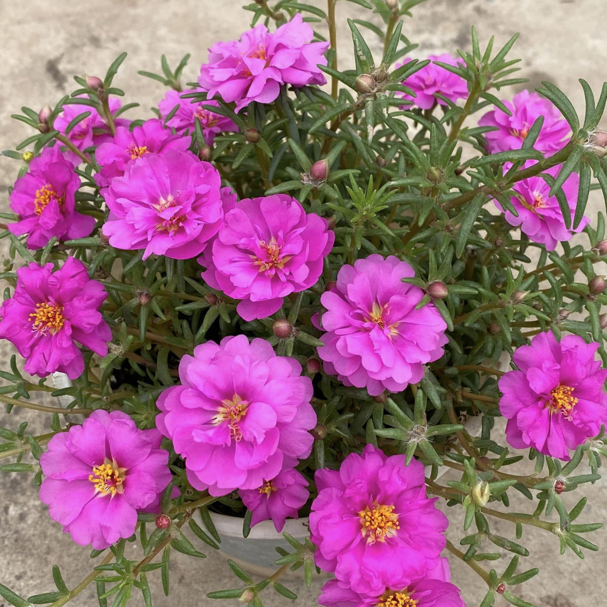 Portulaca Umbraticola 'Mojave® Tangerine' Seeds, 30 seeds