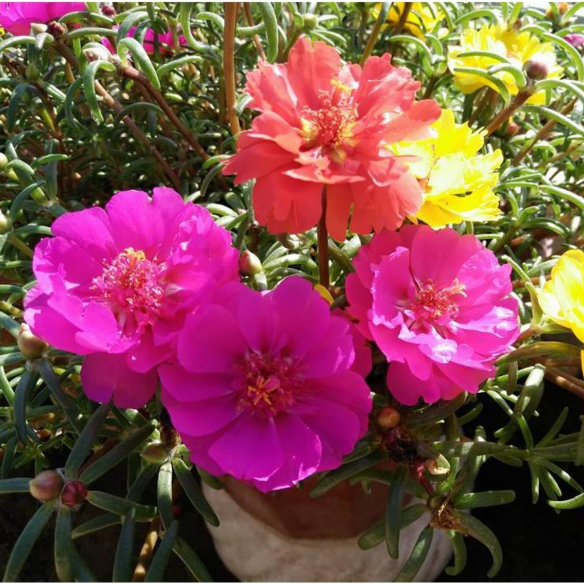 Portulaca Umbraticola 'Mojave® Tangerine' Seeds, 30 seeds