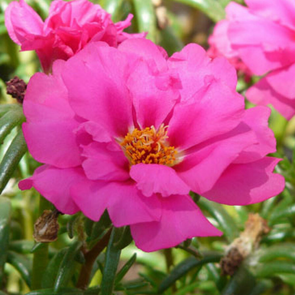 Portulaca Umbraticola 'Mojave® Tangerine' Seeds, 30 seeds
