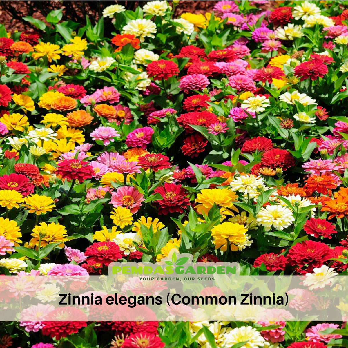 Zinnia Elegans (Common Zinnia) Seeds, 30 seeds