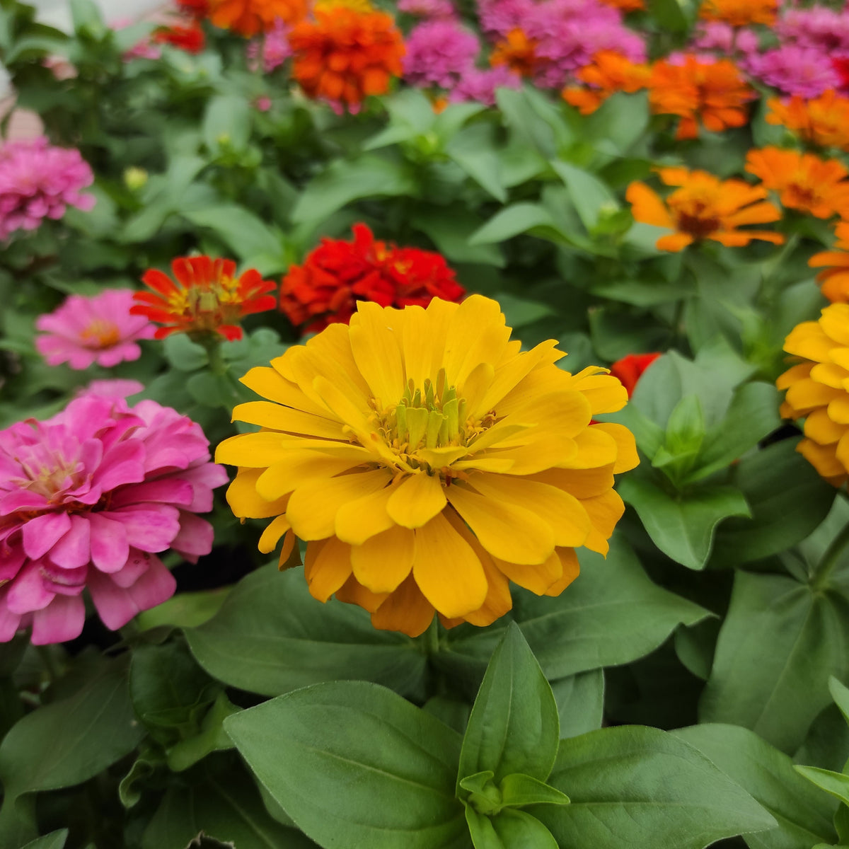 Zinnia Elegans (Common Zinnia) Seeds, 30 seeds