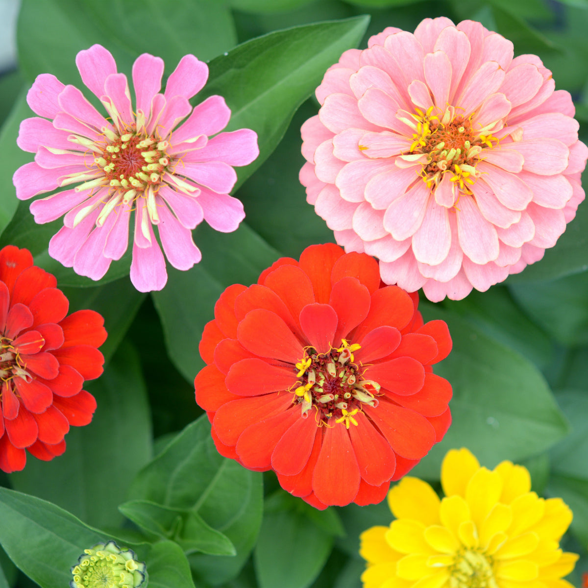 Zinnia Elegans (Common Zinnia) Seeds, 30 seeds