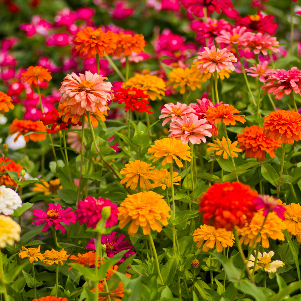 Zinnia Elegans (Common Zinnia) Seeds, 30 seeds