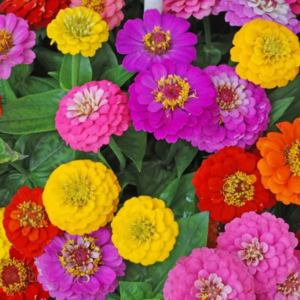 Zinnia Elegans (Common Zinnia) Seeds, 30 seeds