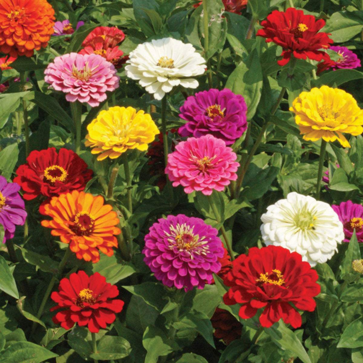 Zinnia Elegans (Common Zinnia) Seeds, 30 seeds