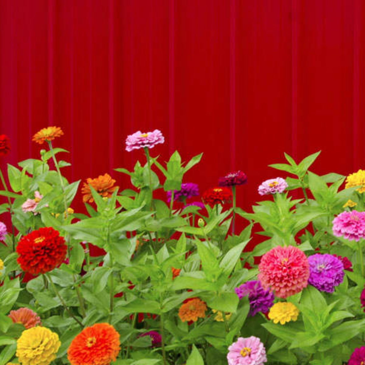 Zinnia Elegans (Common Zinnia) Seeds, 30 seeds