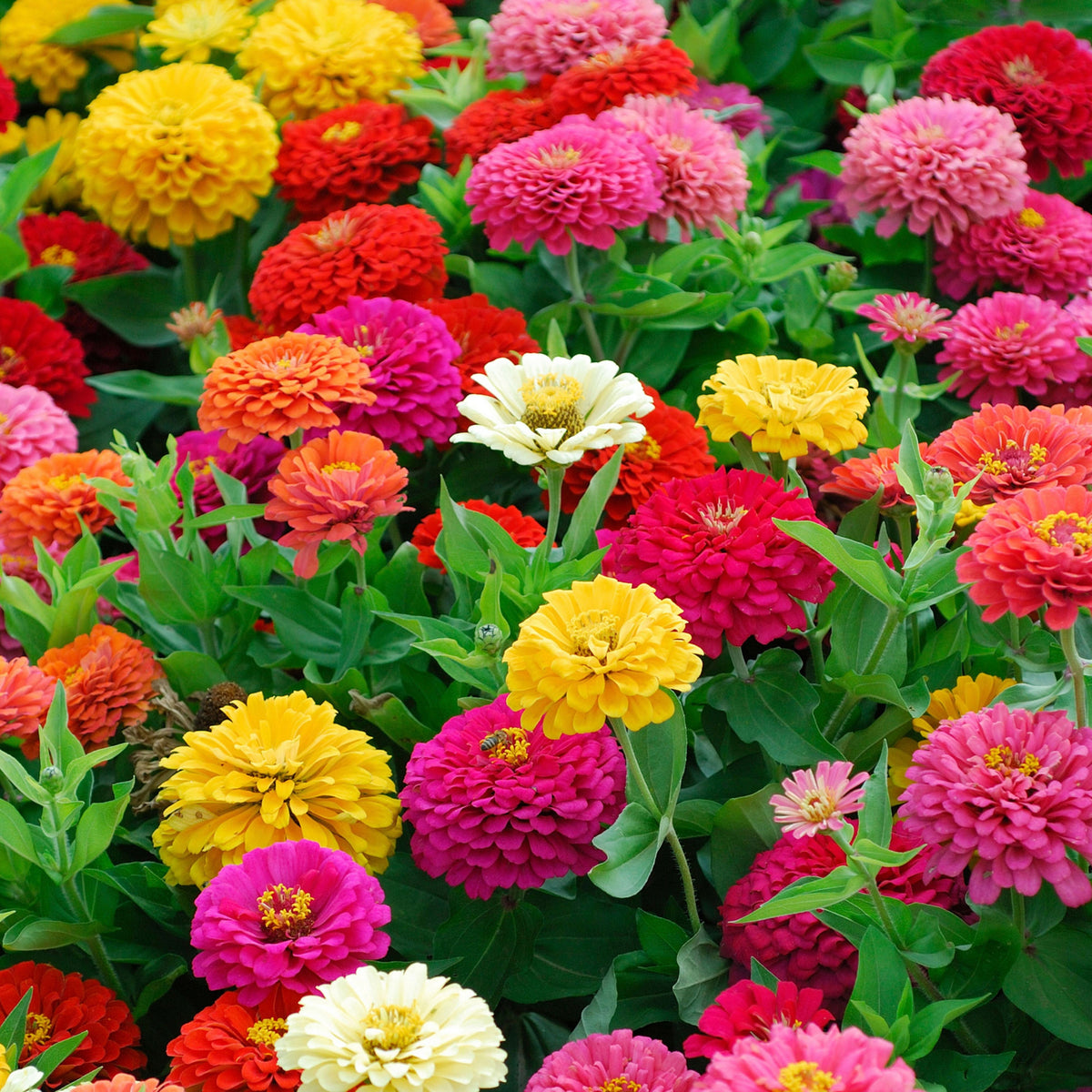 Zinnia Elegans (Common Zinnia) Seeds, 30 seeds