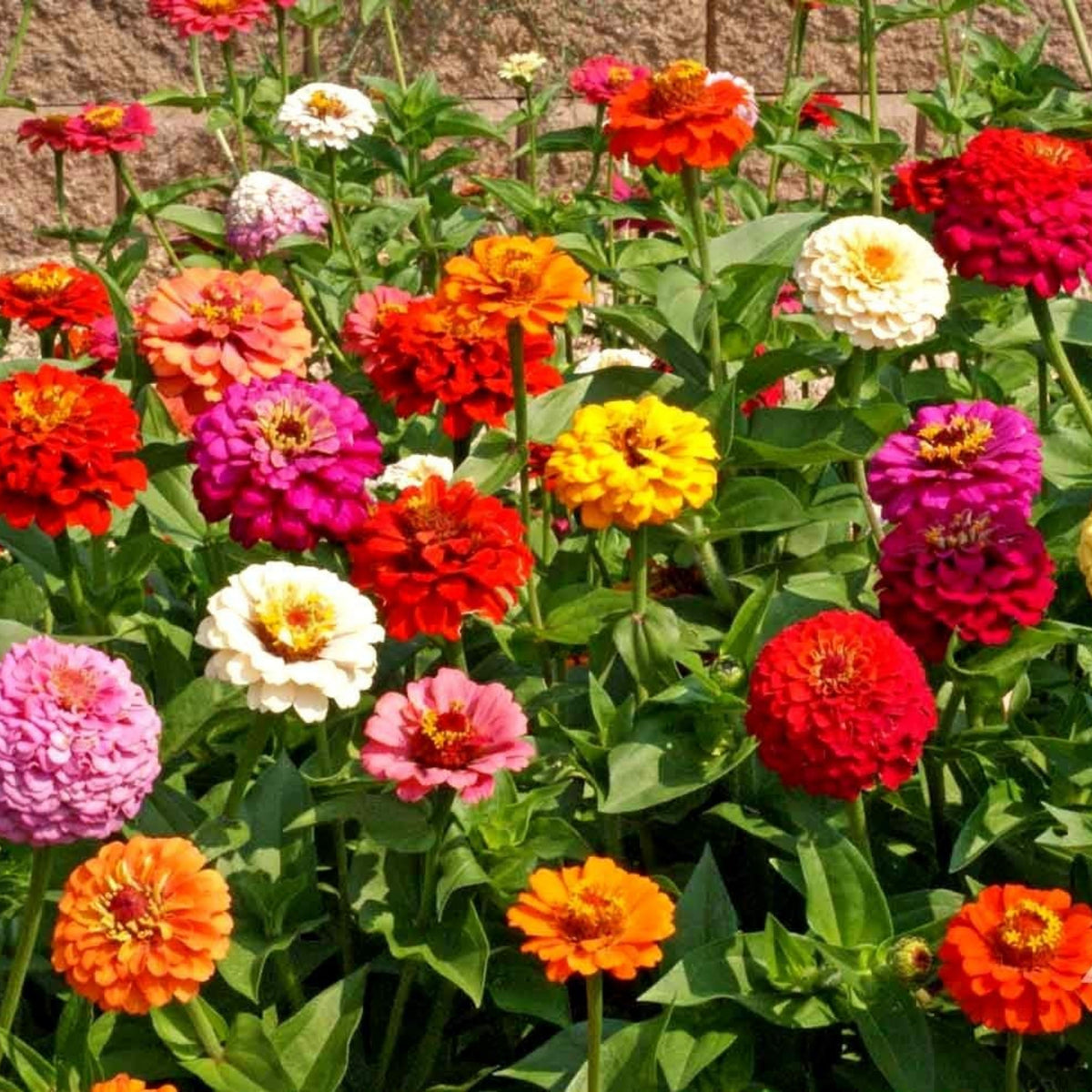 Zinnia Elegans (Common Zinnia) Seeds, 30 seeds