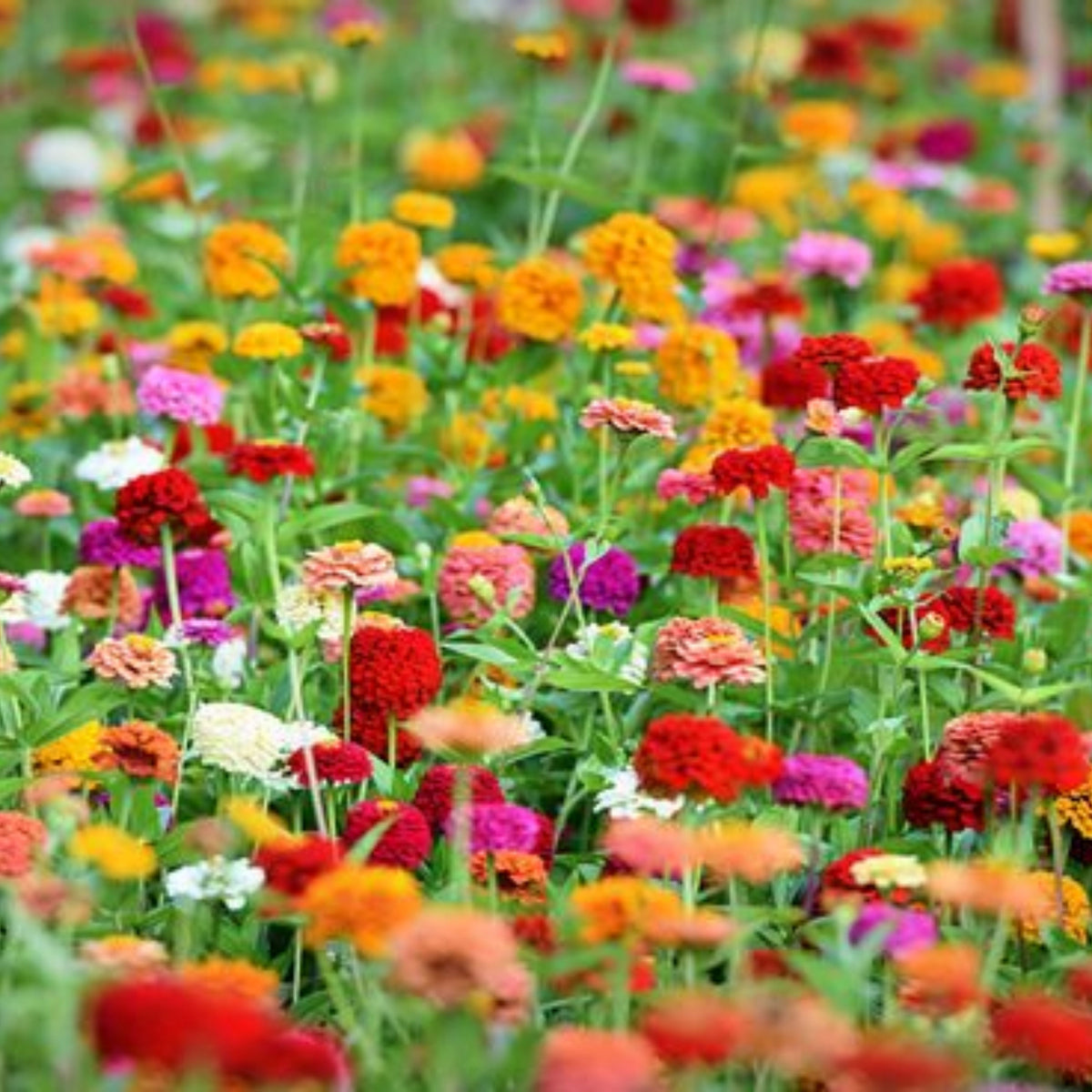 Zinnia Elegans (Common Zinnia) Seeds, 30 seeds