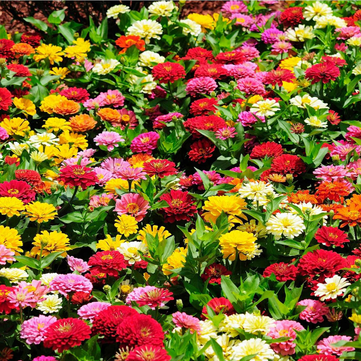 Zinnia Elegans (Common Zinnia) Seeds, 30 seeds