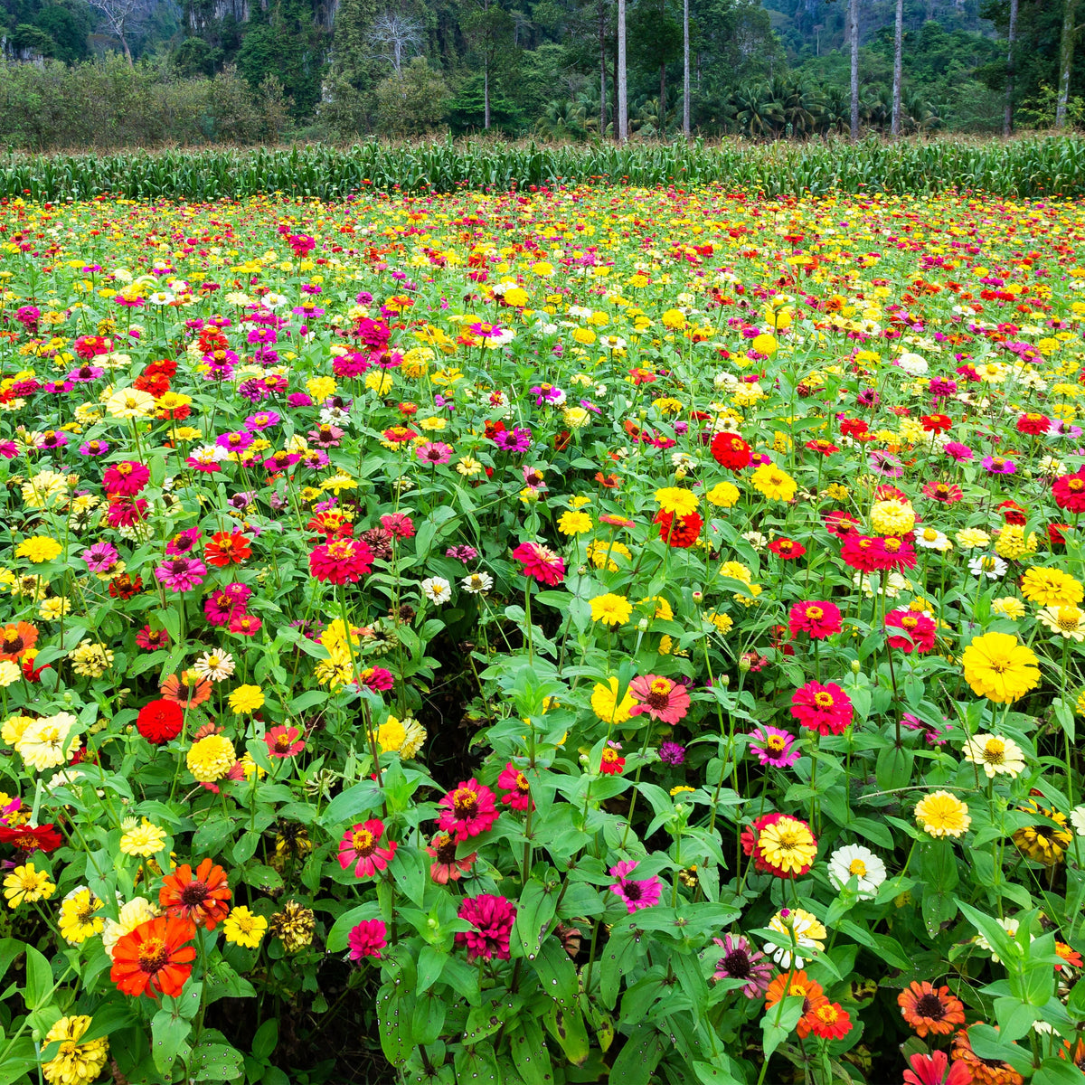 Zinnia Elegans (Common Zinnia) Seeds, 30 seeds