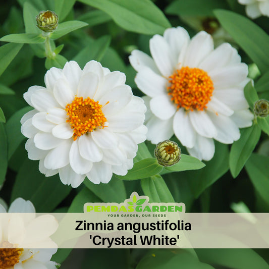 Zinnia Angustifolia 'Crystal White' Seeds, 30 seeds