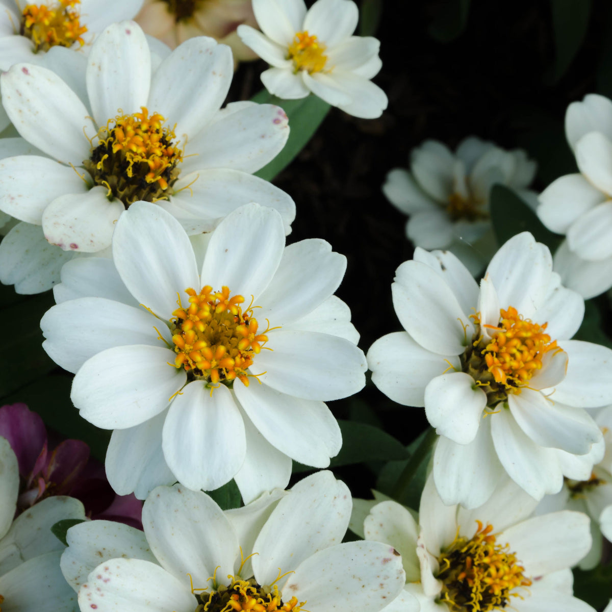 Zinnia Angustifolia 'Crystal White' Seeds, 30 seeds