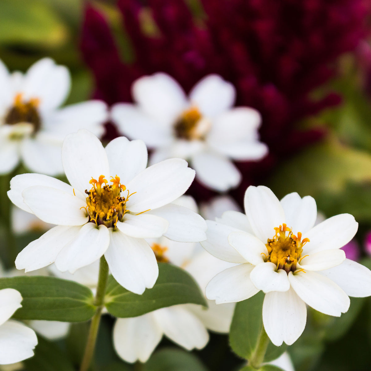 Zinnia Angustifolia 'Crystal White' Seeds, 30 seeds