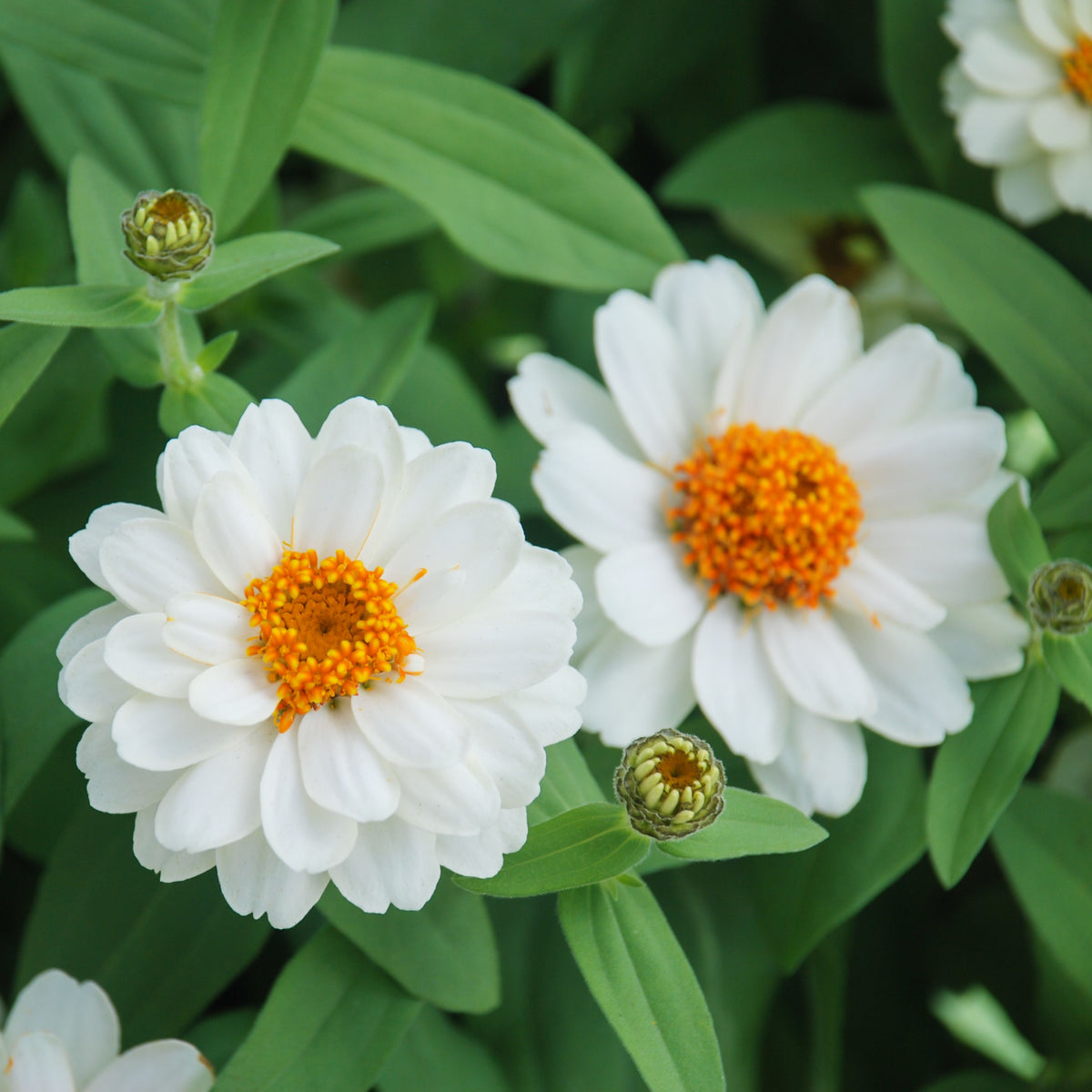 Zinnia Angustifolia 'Crystal White' Seeds, 30 seeds