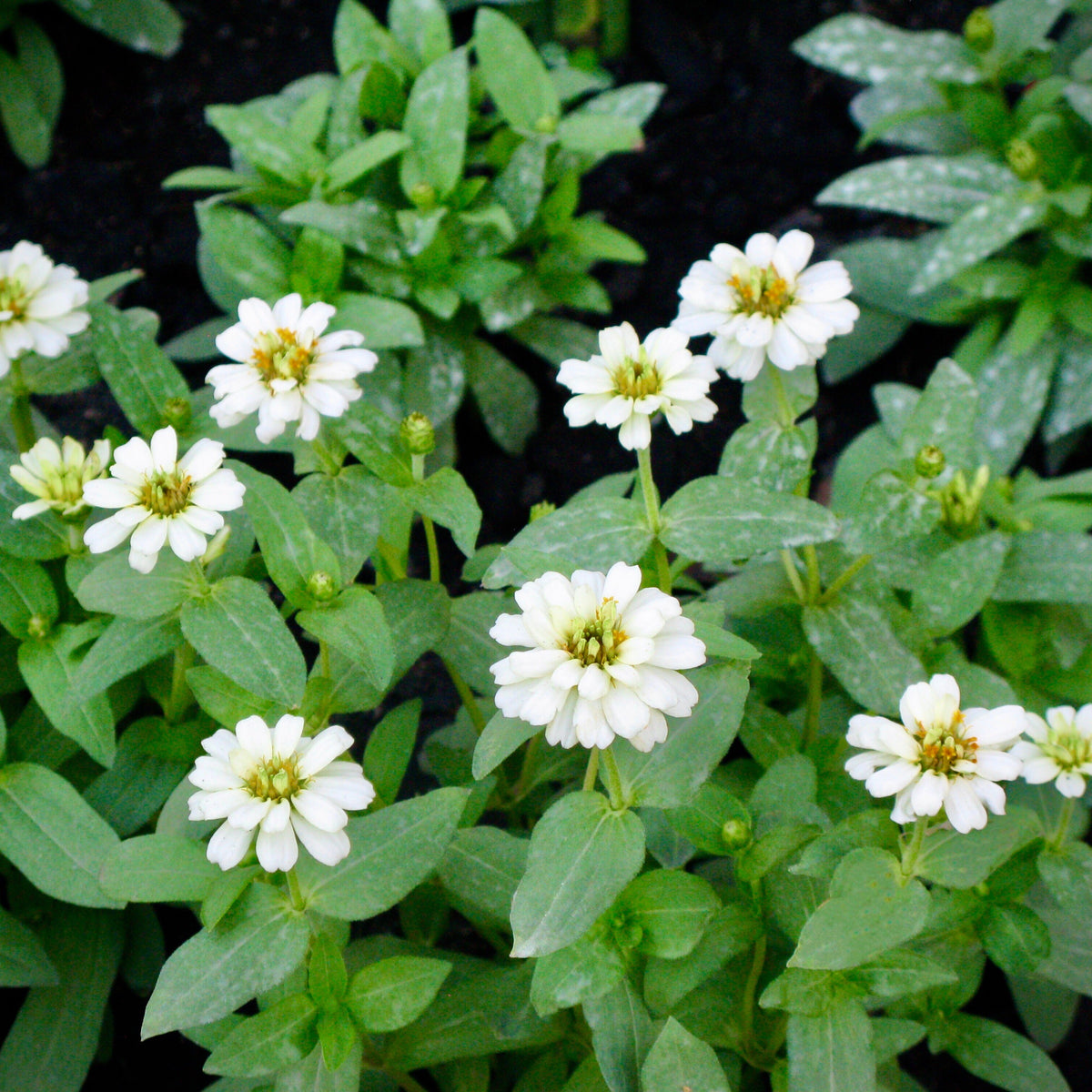 Zinnia Angustifolia 'Crystal White' Seeds, 30 seeds