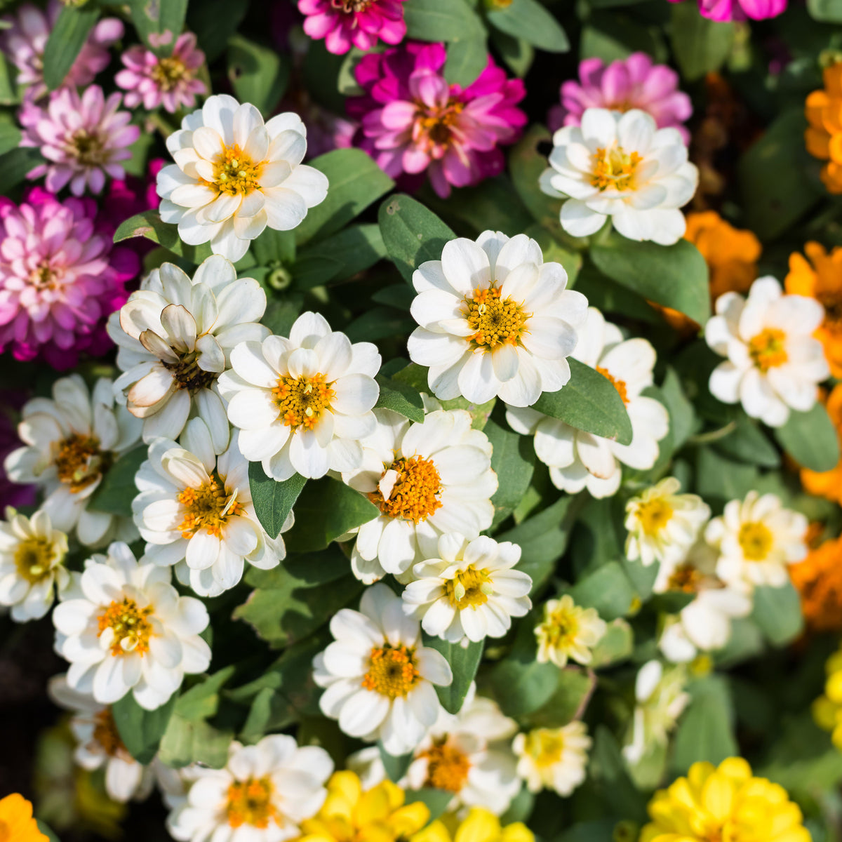 Zinnia Angustifolia 'Crystal White' Seeds, 30 seeds