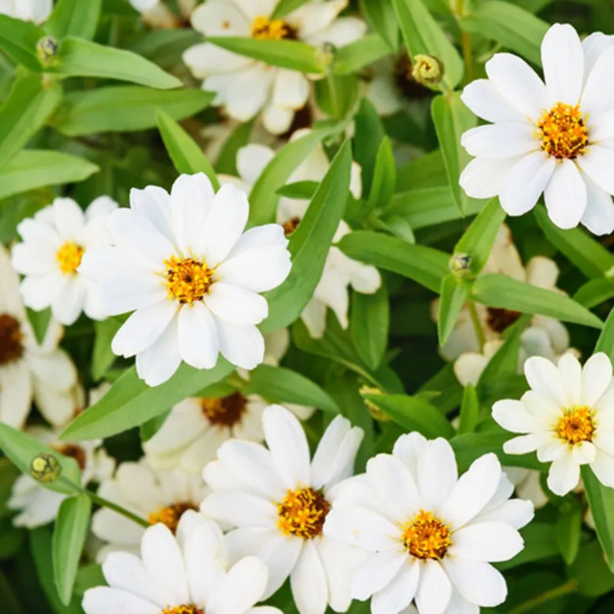 Zinnia Angustifolia 'Crystal White' Seeds, 30 seeds